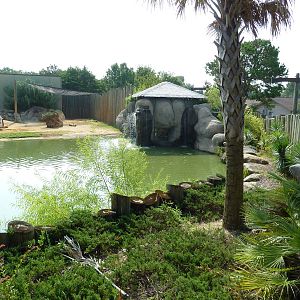 African Elephant Exhibit