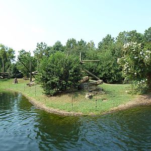 Chimpanzee Exhibit