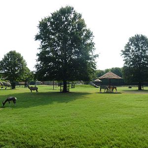 Multi-Acre African Savanna (8 Species)