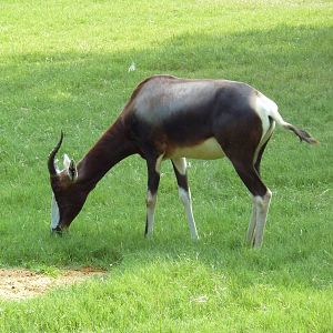 Bontebok