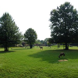 Multi-Acre African Savanna (8 Species)