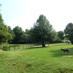 Multi-Acre African Savanna (8 Species)