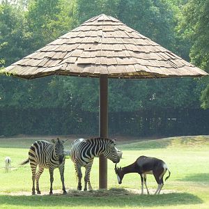 Multi-Acre African Savanna (8 Species)