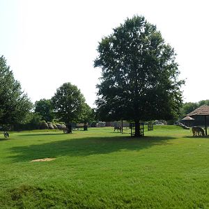 Multi-Acre African Savanna (8 Species)