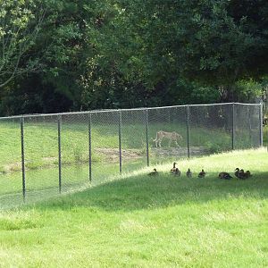 Multi-Acre African Savanna (8 Species) + Cheetah Exhibit