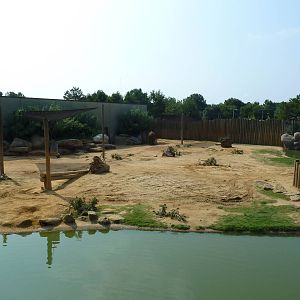 African Elephant Exhibit