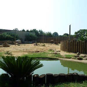 African Elephant Exhibit