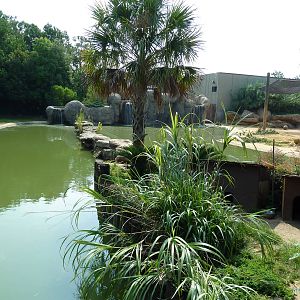 Black-Footed Penguin + African Elephant Exhibits