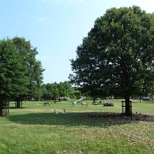 Multi-Acre African Savanna (8 Species)