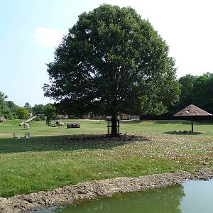 Multi-Acre African Savanna (8 Species)