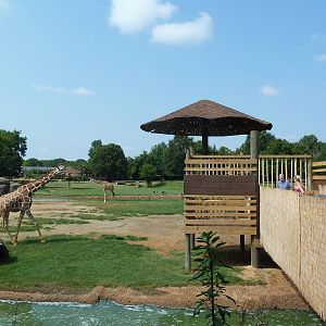 Giraffe/Pygmy Hippo/Ground Hornbill Exhibit