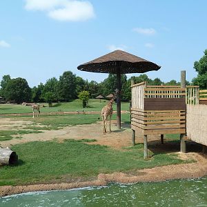 Giraffe/Pygmy Hippo/Ground Hornbill Exhibit