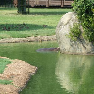 Giraffe/Pygmy Hippo/Ground Hornbill Exhibit