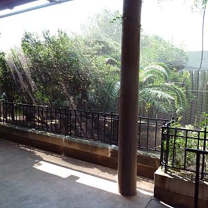 African Aviary (11 Species)