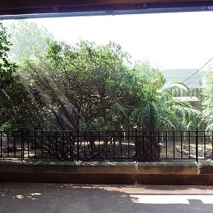 African Aviary (11 Species)