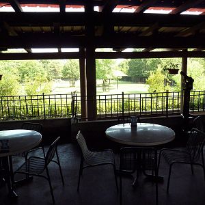 Lion Exhibit - Asian Paddock