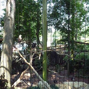 Bald Eagle Exhibit
