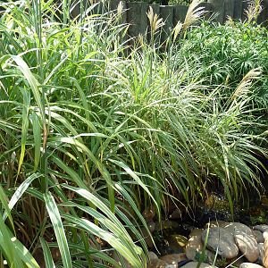 Alligator Snapping Turtle Exhibit
