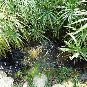 Alligator Snapping Turtle Exhibit