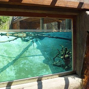 River Otter Exhibit
