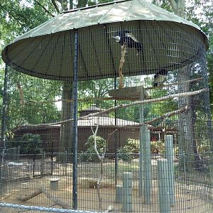 Andean Condor Exhibit