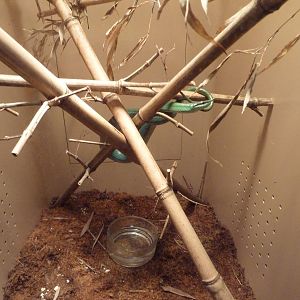 Reptile House - Rhinoceros Ratsnake Exhibit