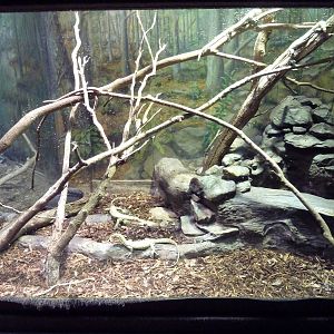 Reptile House - Mollucan Yellow Monitor Exhibit