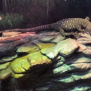 Reptile House - Crocodile Monitor
