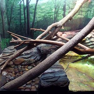 Reptile House - Crocodile Monitor Exhibit