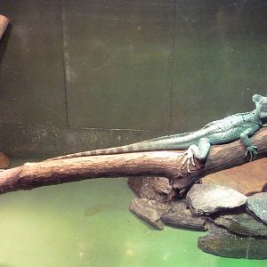 Reptile House - Green Crested Basilisk