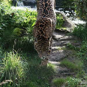 jaguar on the prowl