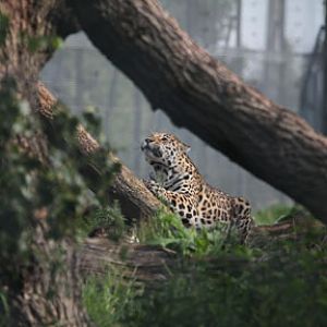 jaguar tree scratching