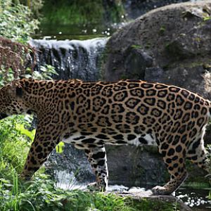 jaguar walking past waterfall