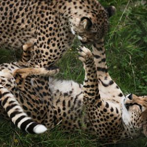 two cheetahs play fighting