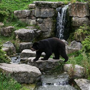 spec bear crossing waterfall