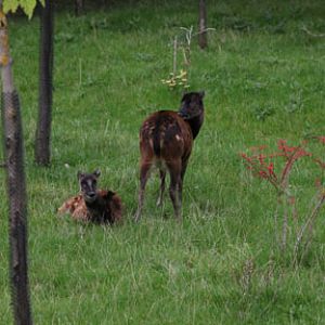 phillipine spotted deer