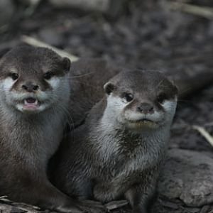 asian small clawed otters