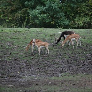 blackbuck herd