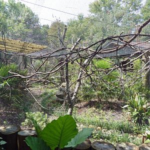 Golden Lion Tamarin Exhibit