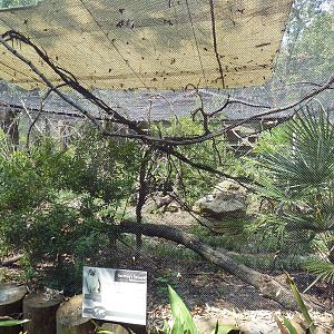 Geoffrey's Tamarin Exhibit