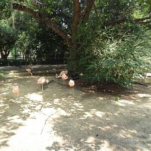 Caribbean Flamingo Exhibit