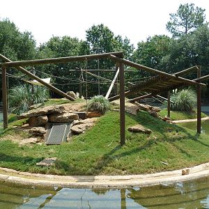 Black-Handed Spider Monkey Exhibit