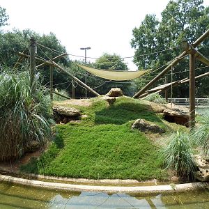 Black-Handed Spider Monkey Exhibit