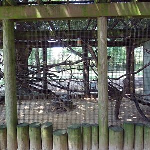 Squirrel Monkey Exhibit