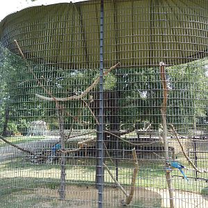 Blue + Gold Macaw Exhibit