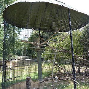 King Vulture Exhibit
