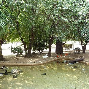 Walk-Through South American Aviary