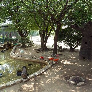 Walk-Through South American Aviary