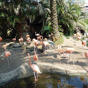 Caribbean Flamingo Exhibit