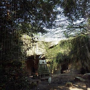 Asian Domain - Milky Stork/Babirusa Exhibit